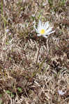 Carolina anemone